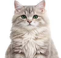 Котенок