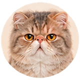 Экзотическая