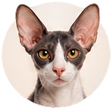 Корниш-рекс