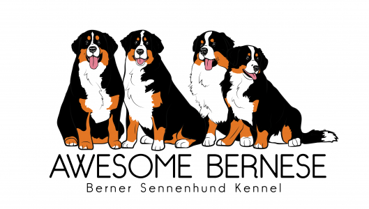 Awesome Bern - питомник бернского зенненхунда, купить щенка у заводчика в Москве, отзывы и контакты питомника