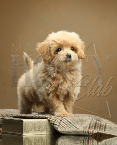Питомник Honey Club: щенки от заводчика - фото 4