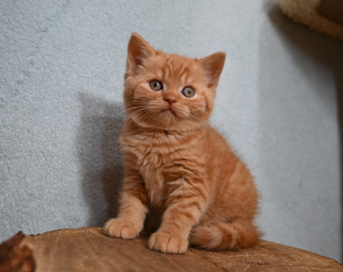 Питомник Yana’s Pet Shop: котята от заводчика - фото 4