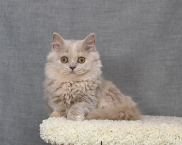 Питомник Yana’s Pet Shop: котята от заводчика - фото 3