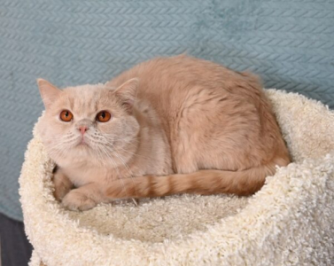 Питомник Yana’s Pet Shop: котята от заводчика - фото 2