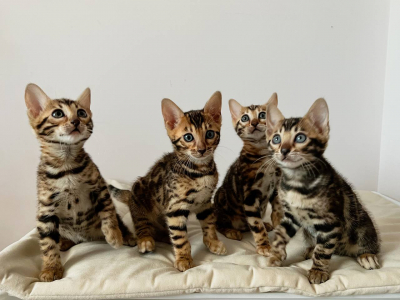 Питомник ABCats: котята от заводчика - фото 4