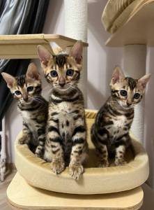 Питомник ABCats: котята от заводчика - фото 5