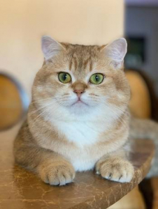 Питомник Amber Coat: котята от заводчика - фото 4
