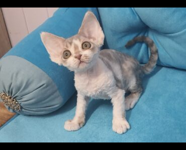 Питомник Diva Zaferi: котята от заводчика - фото 4