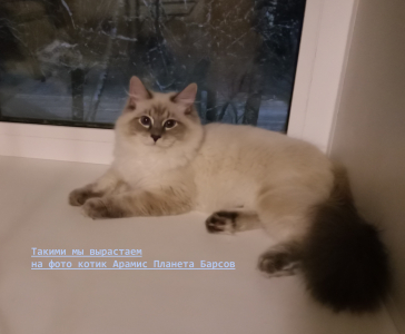 Питомник Планета Барсов - "Irbis Planet": котята от заводчика - фото 4
