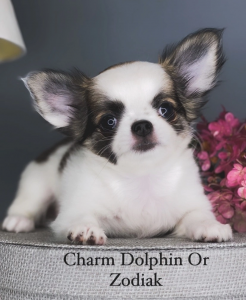 Питомник CHARM DOLPHIN OR: щенки от заводчика - фото 5
