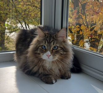 Питомник Great Joy: котята от заводчика - фото 4