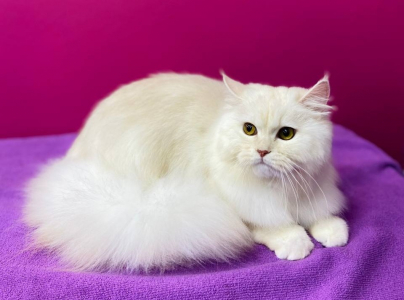 Питомник Great Joy: котята от заводчика - фото 3