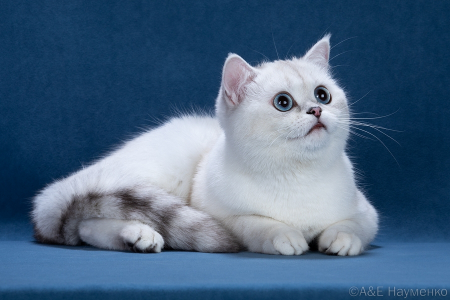 Питомник Cute mafia: котята от заводчика - фото 2