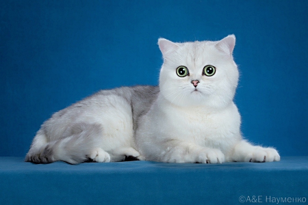 Питомник Cute mafia: котята от заводчика - фото 3