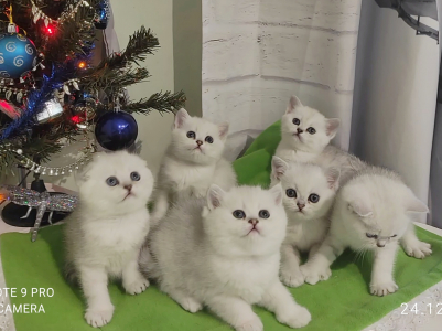 Питомник Cute mafia: котята от заводчика - фото 4