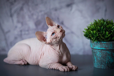 Питомник Axel: котята от заводчика - фото 4