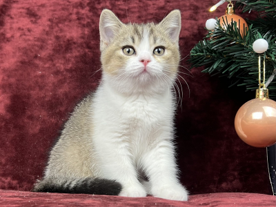 Питомник Veksel' & Plush tribe: котята от заводчика - фото 5