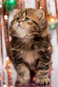 Питомник Kroshka Enot: котята от заводчика - фото 5