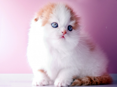 Питомник Kroshka Enot: котята от заводчика - фото 4