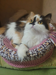 Питомник Kroshka Enot: котята от заводчика - фото 2