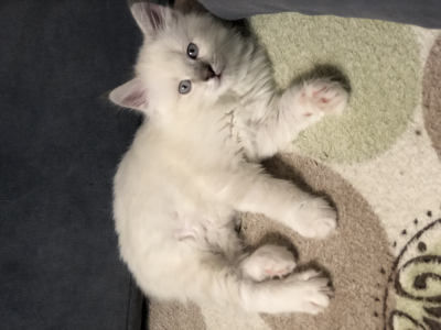 Питомник Silbermond: котята от заводчика - фото 2