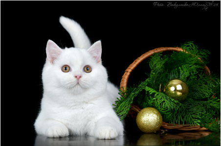Питомник Котик Лексус от Солохиной: щенки от заводчика - фото 2