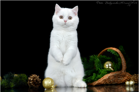 Питомник Котик Лексус от Солохиной: щенки от заводчика - фото 3