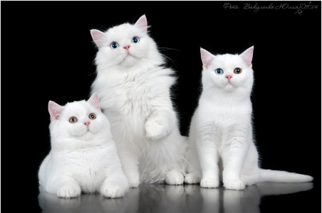 Питомник Котик Лексус от Солохиной: щенки от заводчика - фото 4