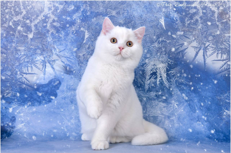 Питомник Котик Лексус от Солохиной: щенки от заводчика - фото 5