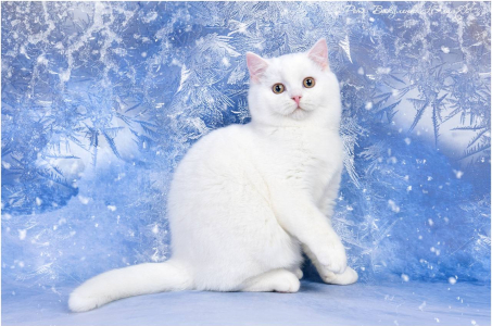 Питомник Котик Лексус от Солохиной: щенки от заводчика - фото 6