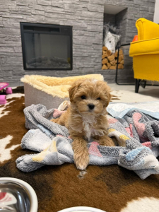 Питомник Питомник Мальтипу Maltipoo.VIP: щенки от заводчика - фото 2