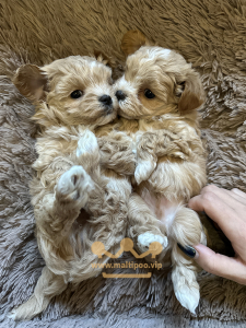 Питомник Питомник Мальтипу Maltipoo.VIP: щенки от заводчика - фото 4