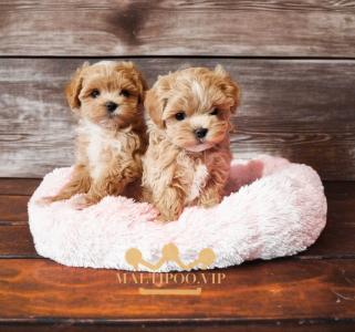 Питомник Питомник Мальтипу Maltipoo.VIP: щенки от заводчика - фото 5