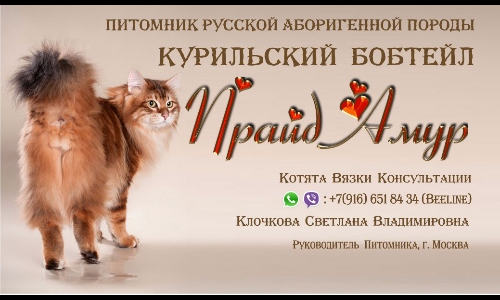 Прайд Амур - купить курильского бобтейла в питомнике Москвы