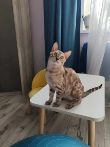 Питомник Olympic village: котята от заводчика - фото 4
