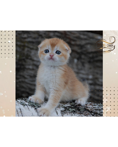 Питомник Питомник шотландских кошек MOS CHARM: котята от заводчика - фото 3