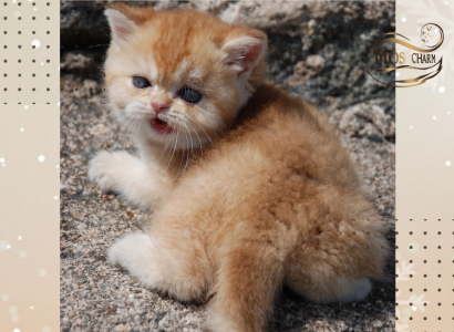 Питомник Питомник шотландских кошек MOS CHARM: котята от заводчика - фото 4