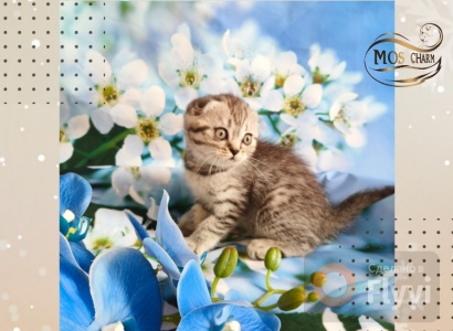Питомник Питомник шотландских кошек MOS CHARM: котята от заводчика - фото 5