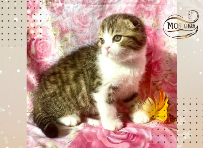 Питомник Питомник шотландских кошек MOS CHARM: котята от заводчика - фото 6