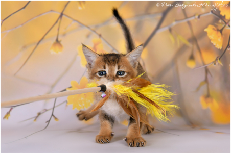 Питомник Котик Лексус от Солохиной: щенки от заводчика - фото 2