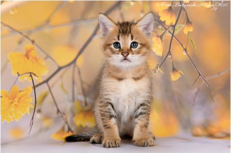 Питомник Котик Лексус от Солохиной: щенки от заводчика - фото 4