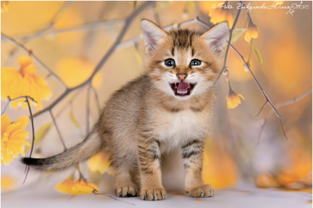 Питомник Котик Лексус от Солохиной: щенки от заводчика - фото 5