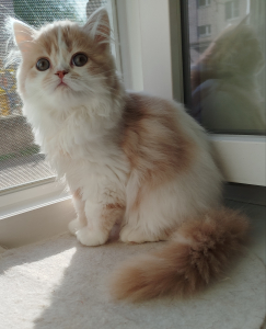 Питомник Filippini: котята от заводчика - фото 5