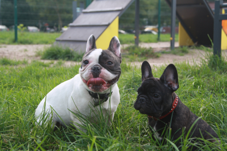 Питомник Голдиналена: щенки от заводчика - фото 2