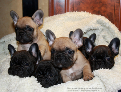 Питомник Голдиналена: щенки от заводчика - фото 3