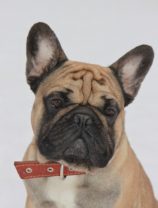 Питомник Голдиналена: щенки от заводчика - фото 4