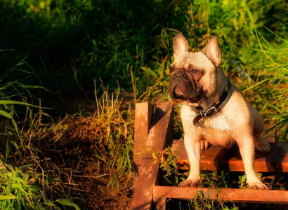 Питомник Голдиналена: щенки от заводчика - фото 5