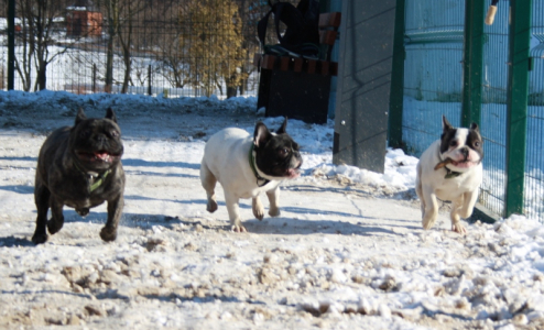 Питомник Голдиналена: щенки от заводчика - фото 6