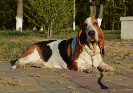 Питомник Gwendoline Ray: щенки от заводчика - фото 2