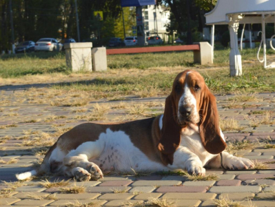 Питомник Gwendoline Ray: щенки от заводчика - фото 3